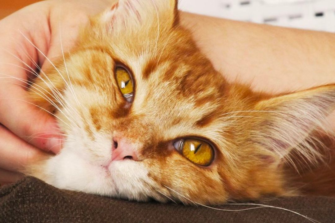 What Is Buprenorphine for Cats? Pettable ESA Experts